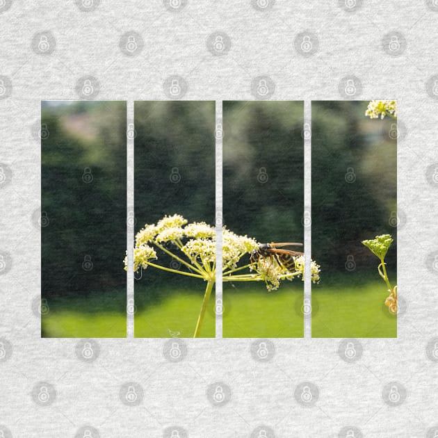 Wasp on a white Caraway or meridian fennel flower. Macro photo. Texture of white petals. Wasp close-up. Drawing on the body of a wasp. The wasp pollinates the flower. Natur green background. Bokeh by fabbroni-art